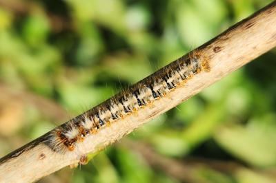 <i>Lasiocampa quercus</i>