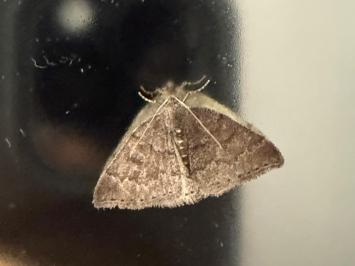 <i>Aleucis distinctata</i>
