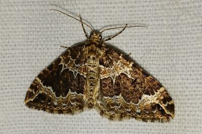 <i>Lampropteryx suffumata</i>