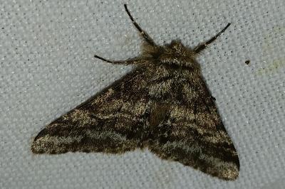 <i>Lycia hirtaria</i>