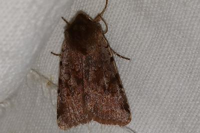 <i>Cerastis rubricosa</i>