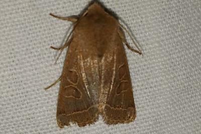 <i>Orthosia cerasi</i>