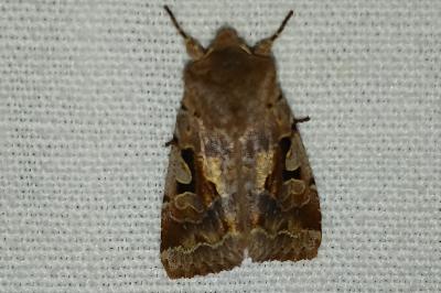 <i>Orthosia gothica</i>