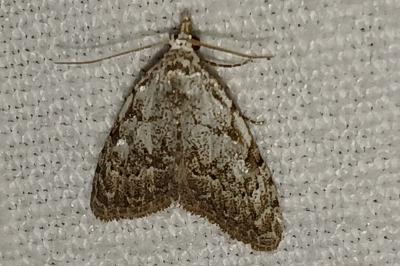 <i>Nola confusalis</i>