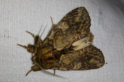 <i>Peridea anceps</i>