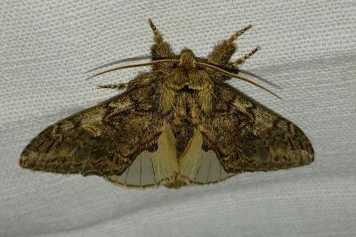 <i>Peridea anceps</i>
