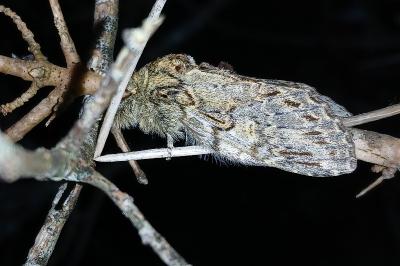 <i>Peridea anceps</i>