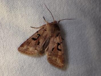 <i>Orthosia gothica</i>