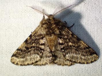 <i>Lycia hirtaria</i>