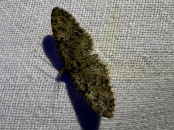 <i>Eupithecia</i>