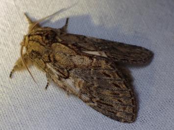 <i>Peridea anceps</i>