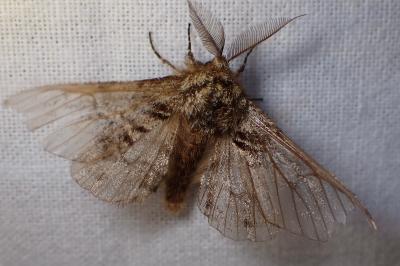 <i>Lycia hirtaria</i>