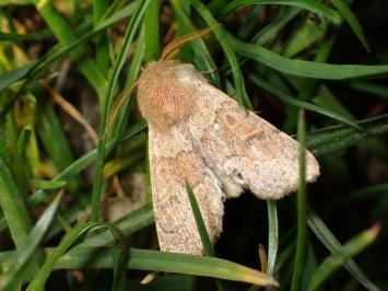 <i>Orthosia miniosa</i>