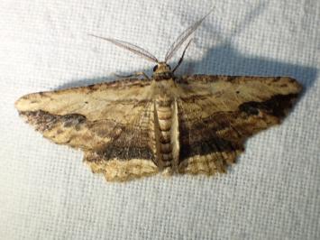 <i>Menophra abruptaria</i>
