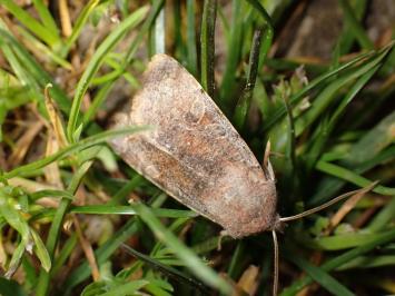 <i>Orthosia incerta</i>
