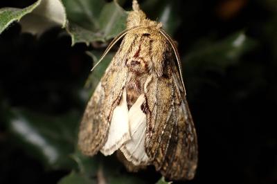 <i>Peridea anceps</i>