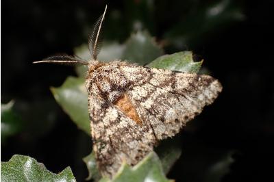 <i>Lycia hirtaria</i>
