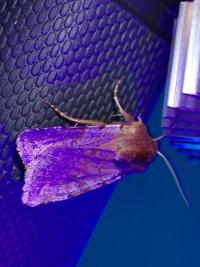 <i>Cerastis rubricosa</i>