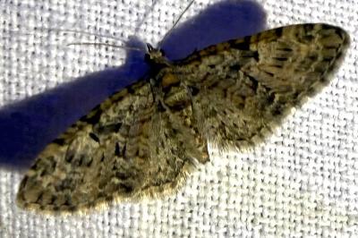 <i>Eupithecia</i>