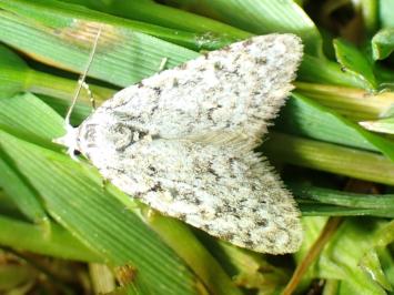<i>Nola cicatricalis</i>