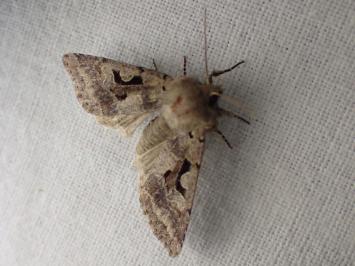 <i>Orthosia gothica</i>