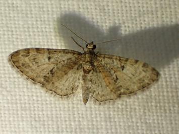<i>Eupithecia</i>