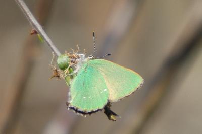 <i>Callophrys rubi</i>