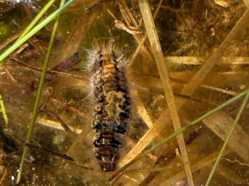 <i>Lasiocampa quercus</i>