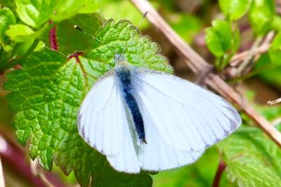 <i>Pieris napi</i>