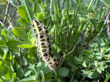 <i>Zygaena</i>