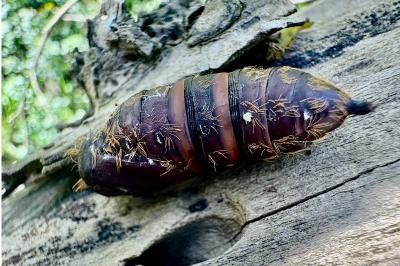 <i>Lymantria dispar</i>