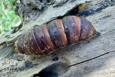 <i>Lymantria dispar</i>