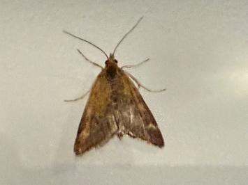<i>Pyrausta despicata</i>