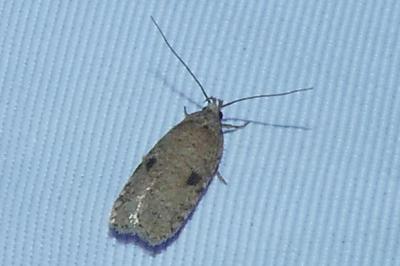 <i>Agonopterix propinquella</i>