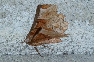 <i>Selenia lunularia</i>
