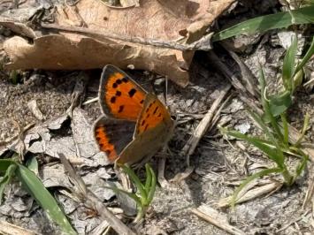 <i>Lycaena phlaeas</i>