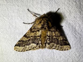 <i>Lycia hirtaria</i>