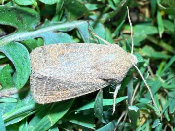 <i>Orthosia cerasi</i>