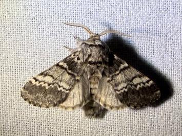 <i>Drymonia ruficornis</i>