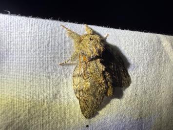 <i>Peridea anceps</i>