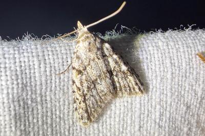 <i>Nola cicatricalis</i>