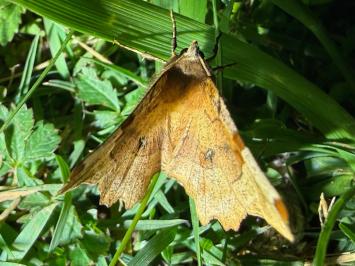 <i>Selenia lunularia</i>