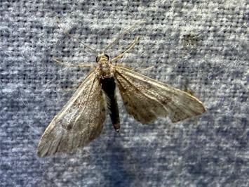 <i>Eupithecia</i>
