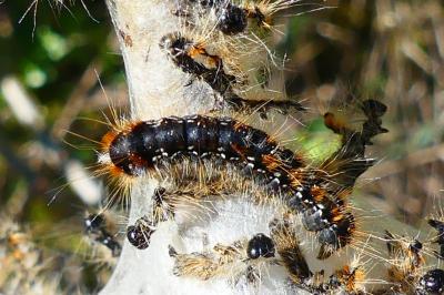 <i>Eriogaster catax</i>