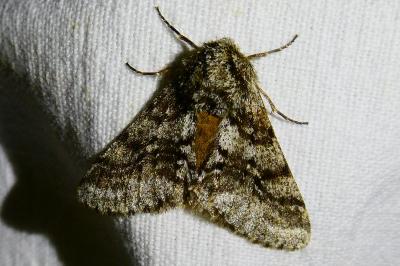 <i>Lycia hirtaria</i>