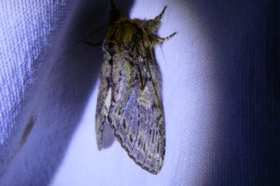 <i>Peridea anceps</i>