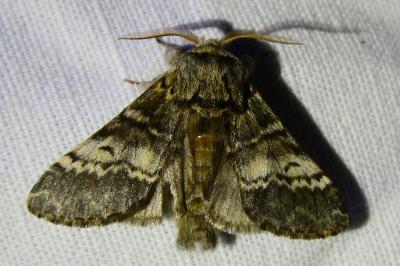 <i>Drymonia ruficornis</i>