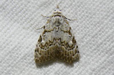 <i>Nola confusalis</i>