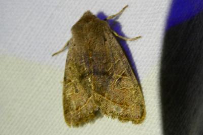 <i>Orthosia cerasi</i>