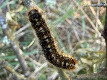 <i>Eriogaster catax</i>